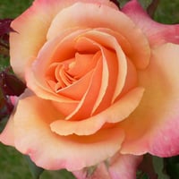 great rose