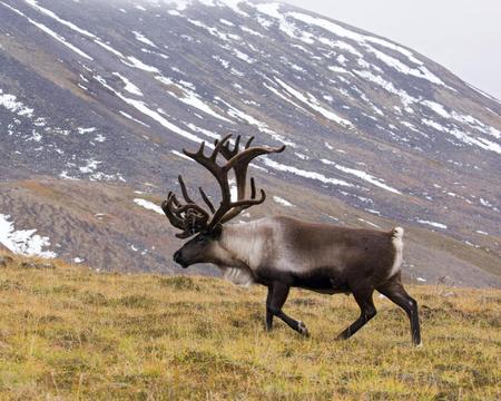 a lone stag