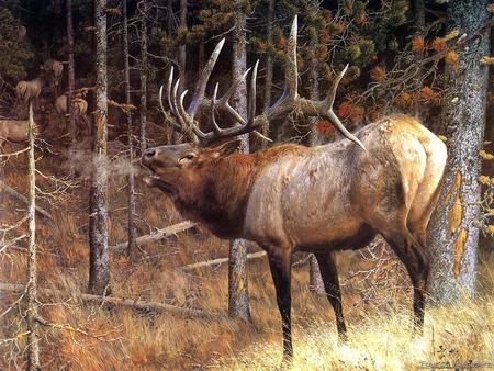 stag with does - stag, deer, forest, antlers, wild