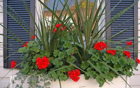 red flowers - nature