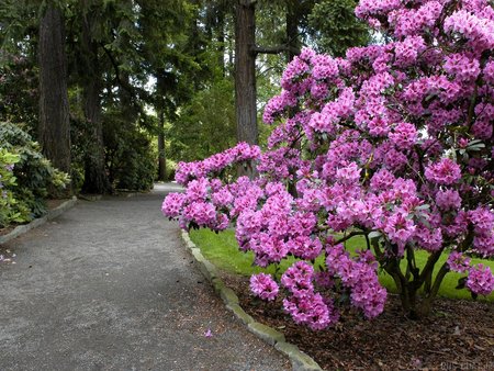 flowers - flowers