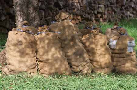 Apple bag's (Dual) - dual monitor, photography, xxl, apple bag, bag, dual screen