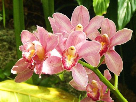 Pink Orchids - nature, orchids, flowers, pink