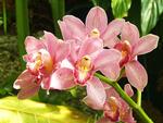 Pink Orchids