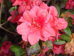 Pink Azaleas