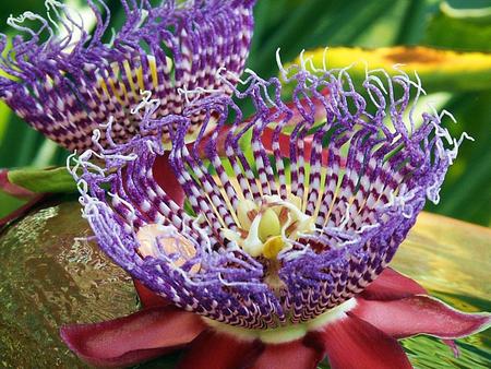 Passion Flower - passion flower, flower, nature, purple