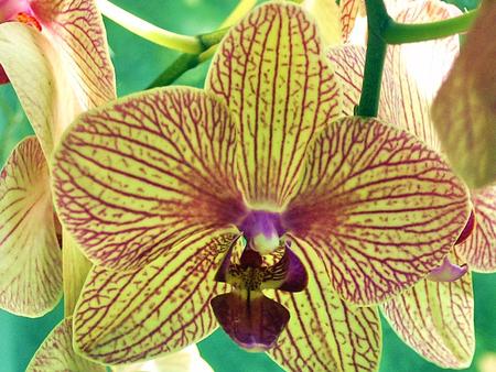 Yellow Orchid - flowers, naure, yellow, orchid