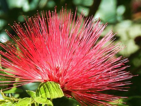 Pink Feather Flower - feathery, nature, flower, pink