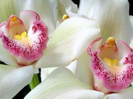 White Orchids - white, nature, orchids, flowers