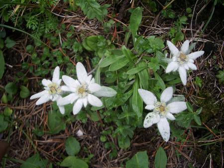 queen flower - flower