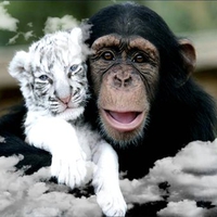 Chimpanzee and Tiger.jpg