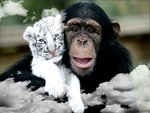 Chimpanzee and Tiger.jpg