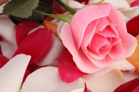 Rose on petal bed - nature, petal, pink, rose, flower