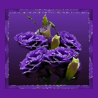 Purple flower