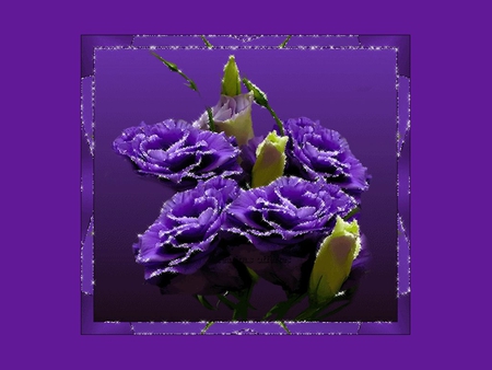 Purple flower - nature, purple, rose, flower