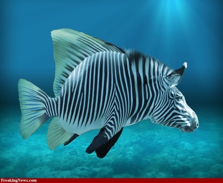 TROPICAL ZEBRA - zebra, tropical, weird, freaky, fish