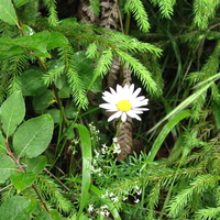 White flower