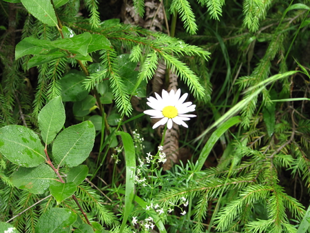 White flower - white, nature, mc, white flower, flower