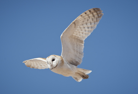 Spread Wings - white, flying, wings, owl, flight, barn