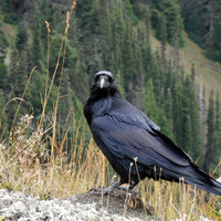 Mountain Raven