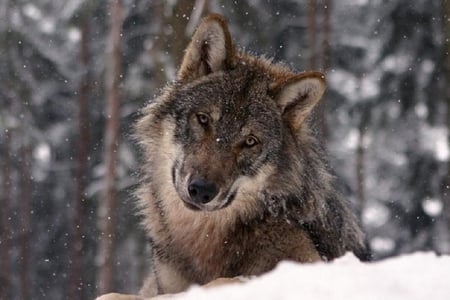 Am I Really So Bad - trees, sad, stunning, wolf, face, quiet, snow, timber, head