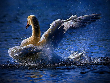 Beautiful Swan - swan, swans, lake, water, bird, white, pretty, blue, animal, sea, birds