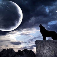 DARK MOON HOWLING WOLF