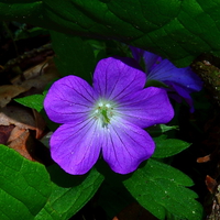 Purple Forest flower