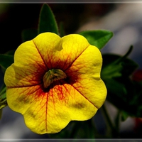 Pretty Petunia
