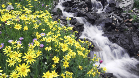 Waterfall with Yellow flowers - flowers, mountain, waterfall, yellow