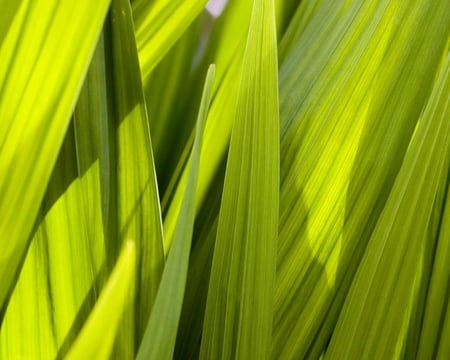 In the thick of It - nature, abstract, thick, tall, bunch, green, grass, shadow