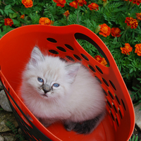 red basket
