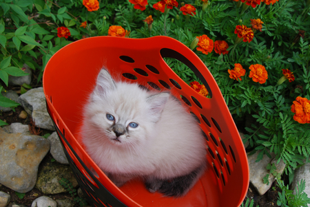 red basket - white, kitty, red, blueyes, basket