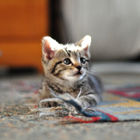playing kitty