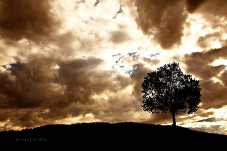 storming sky and lonely tree - nature, sky, lonely, tree, storming