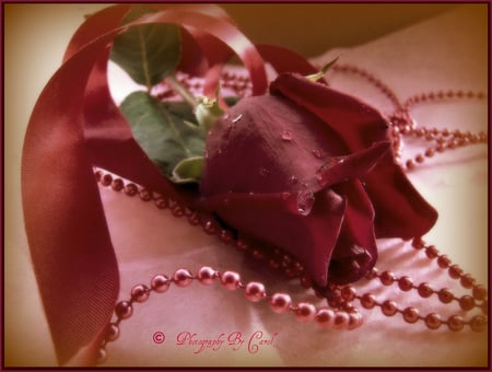 Red Rose - pearls, still life, rose, red