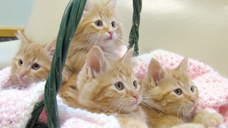 cute kittens - cats, four, small, cute, expression