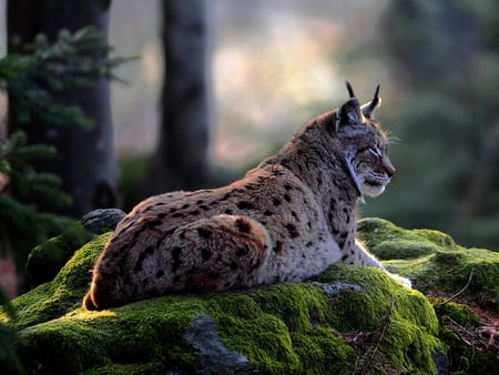 lynxes