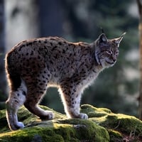 lynx