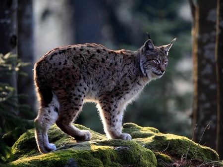 lynx - bigcat, cat, animal, wildcat, lynx