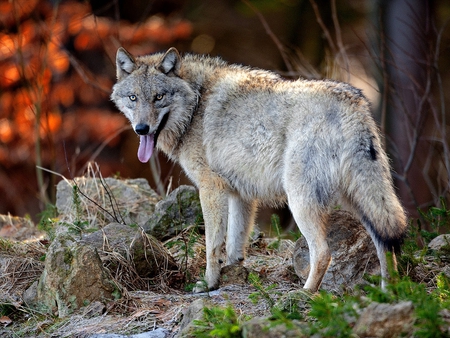 Wolf (Canis lupus lupus) - animal, wolf, dog, eyes