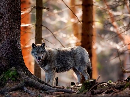 wolf (canis lupus lupus) - animal, wolf, beautiful, dog, forest