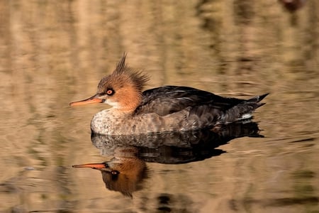 Red Breasted Merganser - red, animal, water, duck, reflection