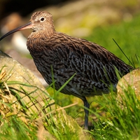 Curlew (Numenius arquata)