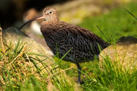 Curlew (Numenius arquata) - animal, curlew, grass, bird