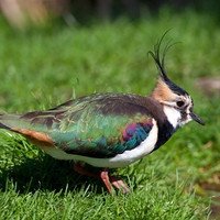 LAPWING (Vanellus vanellus)