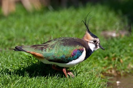 LAPWING (Vanellus vanellus) - bird, meadow, colors, animal