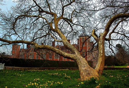 tree - flowers, nature, modern, hall, grass, tree, sky