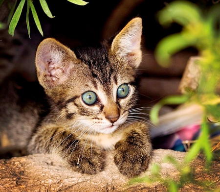 Named - Green-Eyed Wonder - cat, green-eyed wonder, curious, named, surprised, beautiful, animal, sweet, small, cute