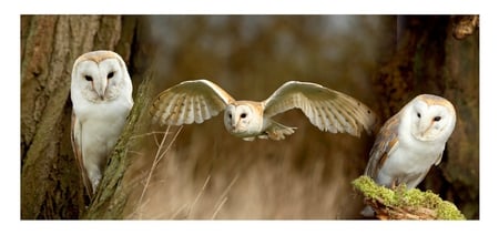 Panoramic Barn Owls - owl, birds, white, animals